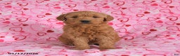 Goldendoodle dogs for sale: Bolt - Ad 3