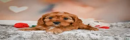 Cavapoo dogs for sale: LUNA - Ad 7