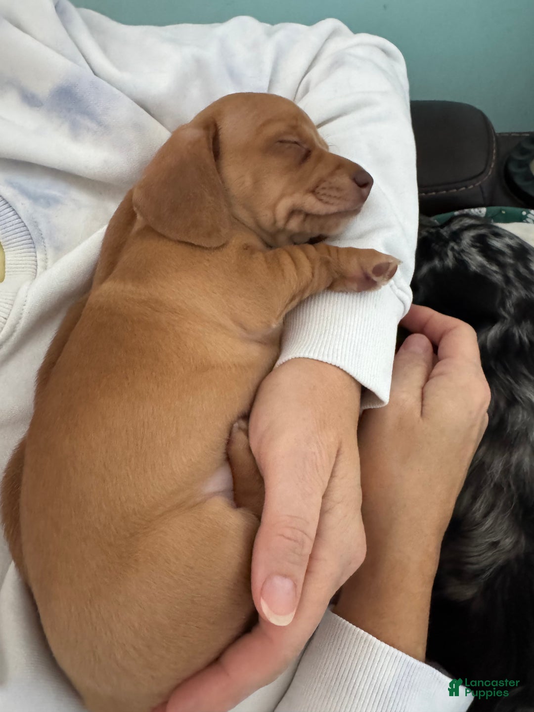 Miniature Dachshund dogs for sale: Sandy Strawberry blonde dachshund  - Ad 6