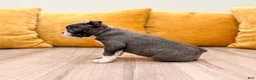 Boston Terrier dogs for sale: Allison - Ad 4