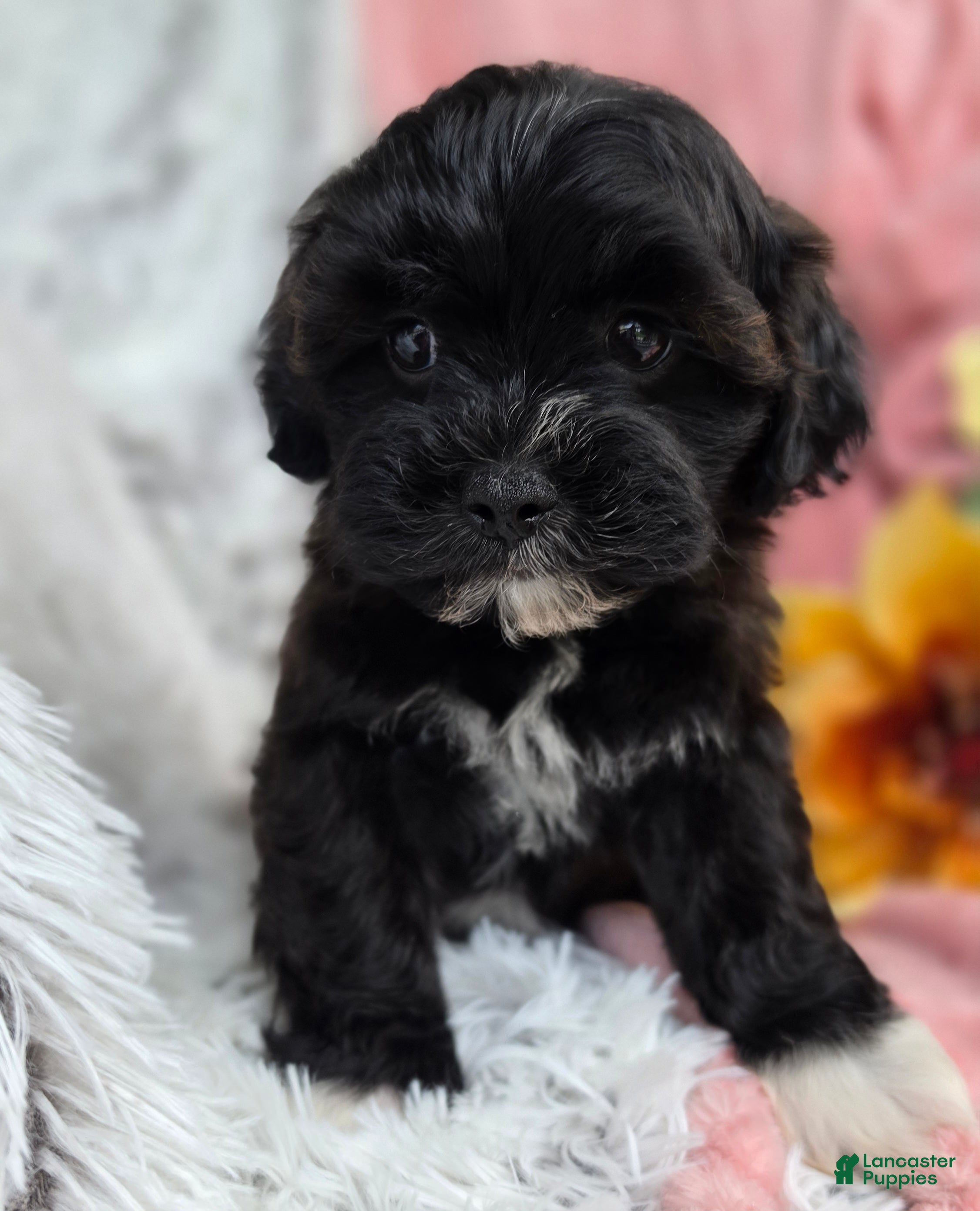 Shihpoo dogs Dawn - Ad 2
