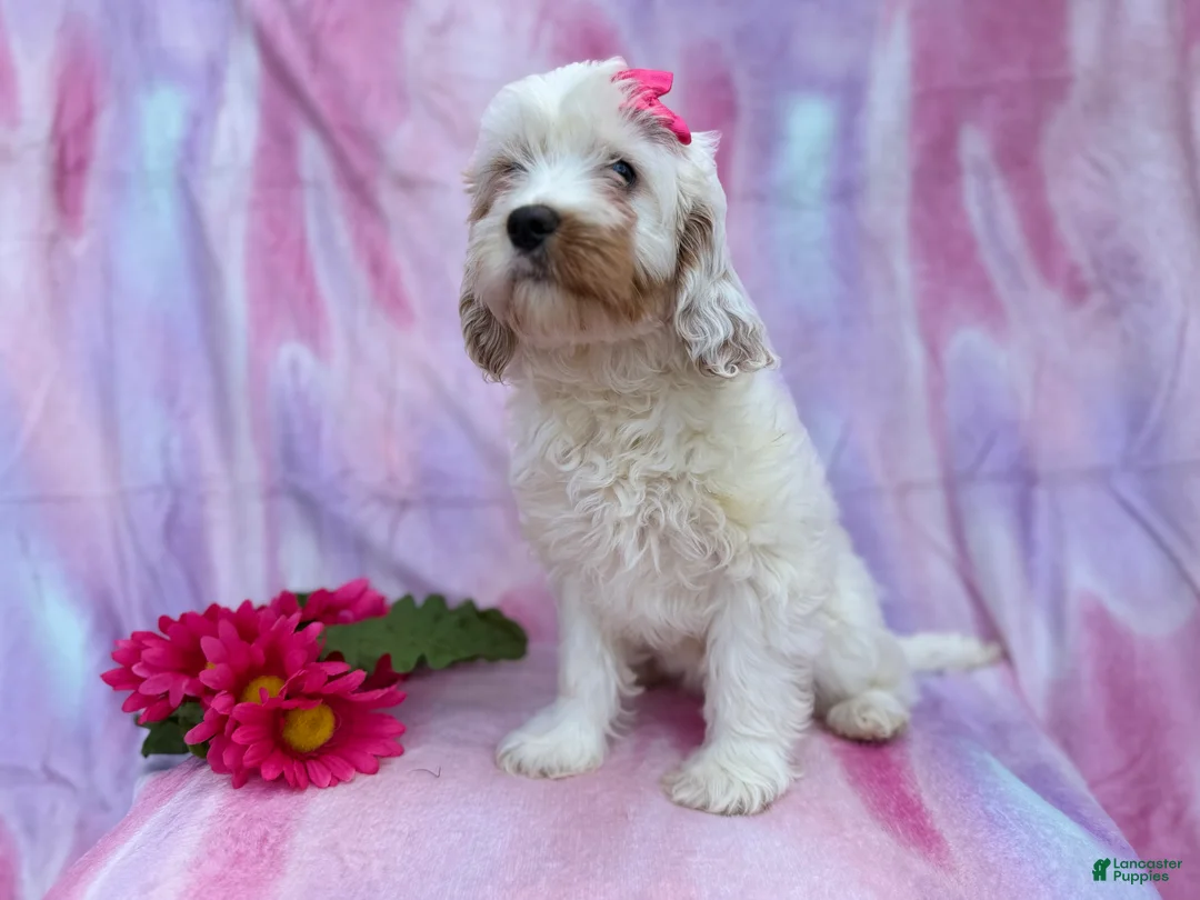 Cavapoo dogs for sale: Flower - Ad 3