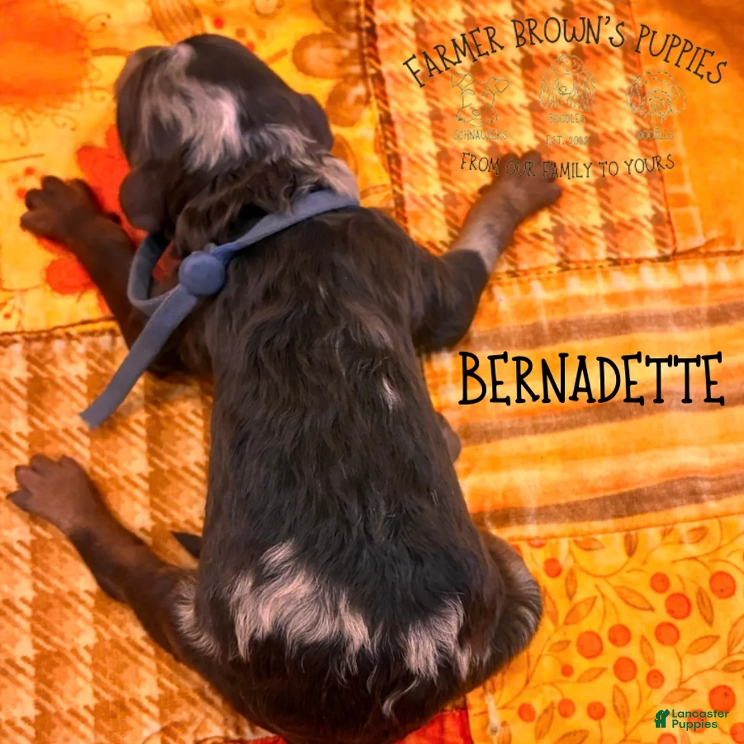 Mixed Breed dogs for sale: Bernadette - Ad 2