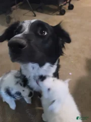 Pepper