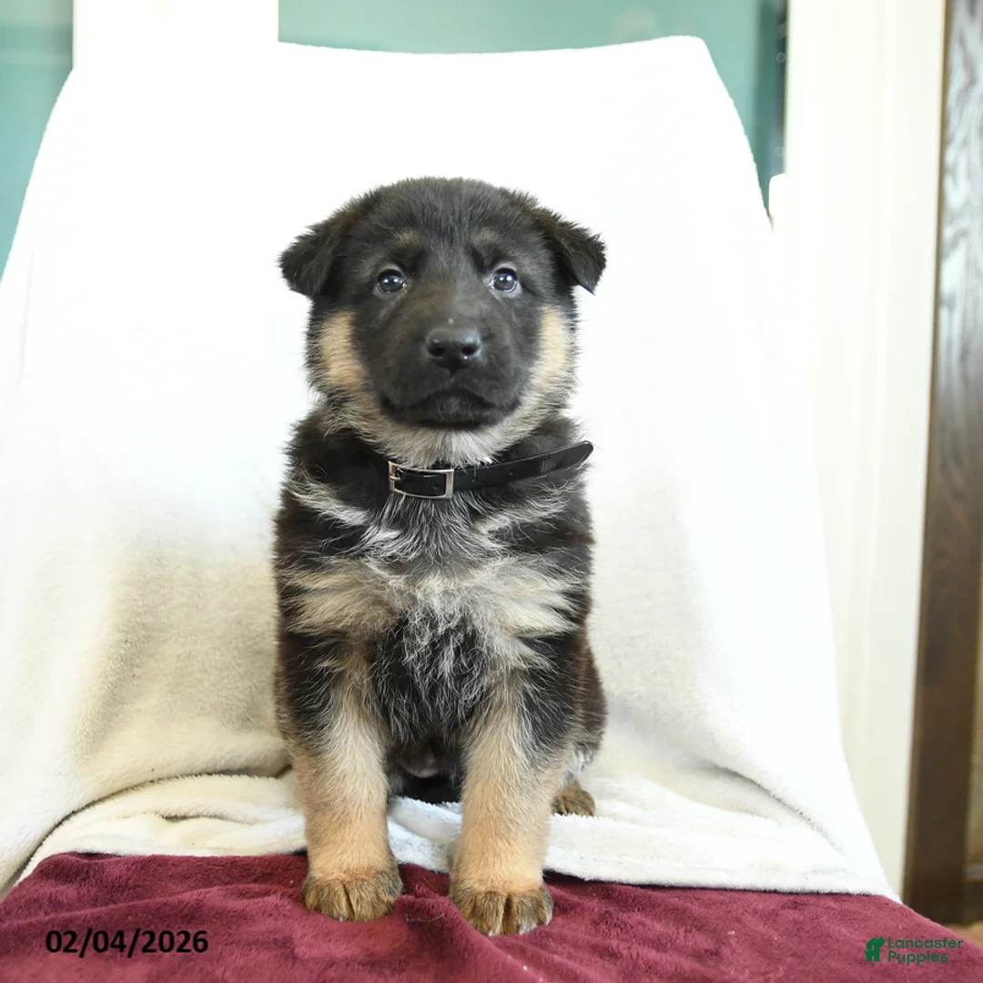 German Shepherd dogs for sale: April - Ad 3