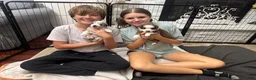 Miniature Australian Shepherd dogs for sale: Booty - Ad 3