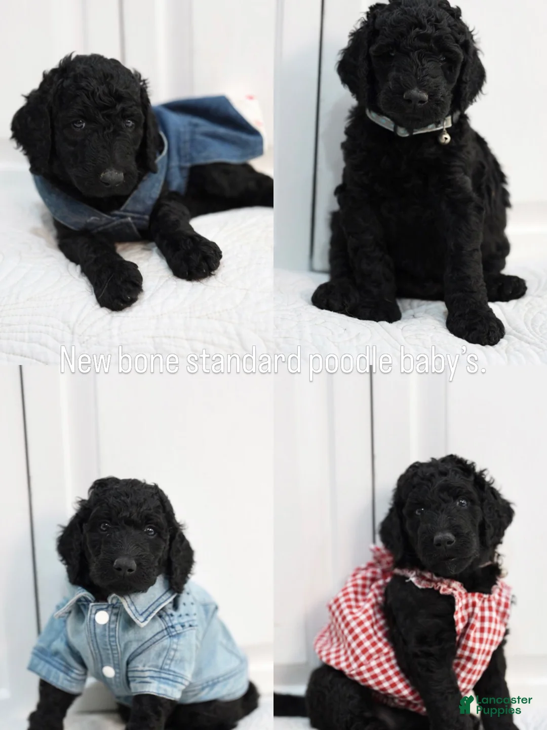 Standard Poodle dogs for sale: Standard Poodle 1 - Ad 2