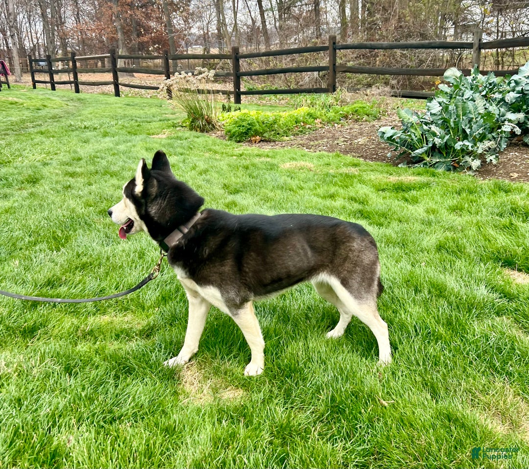 Siberian Husky dogs for sale: Midnight  - Ad 2