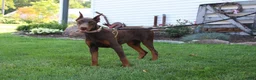 Doberman Pinscher dogs for sale: Tina - Ad 3