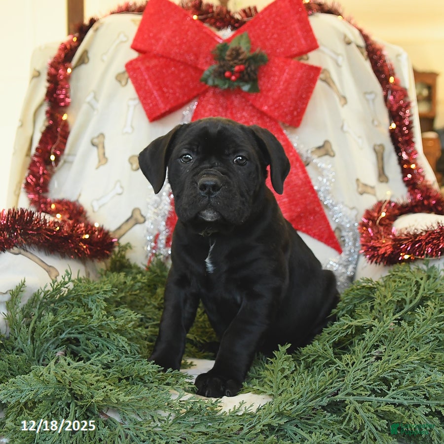 Cane Corso dogs Penny - Ad 10