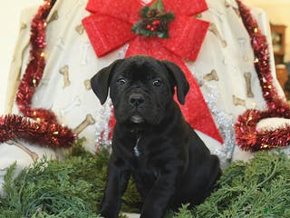 Cane Corso dogs Penny - Ad 34
