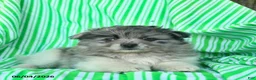 Pomeranian dogs for sale: Randall  - Ad 3
