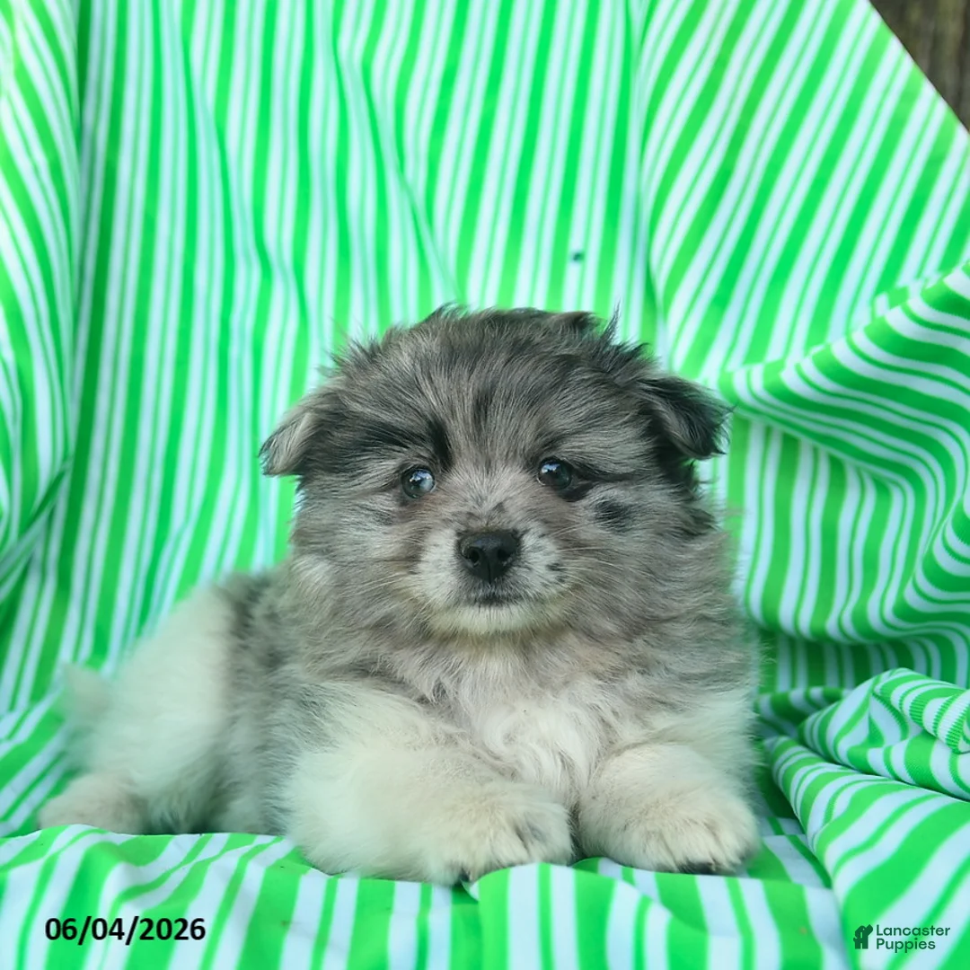 Pomeranian dogs for sale: Randall  - Ad 3