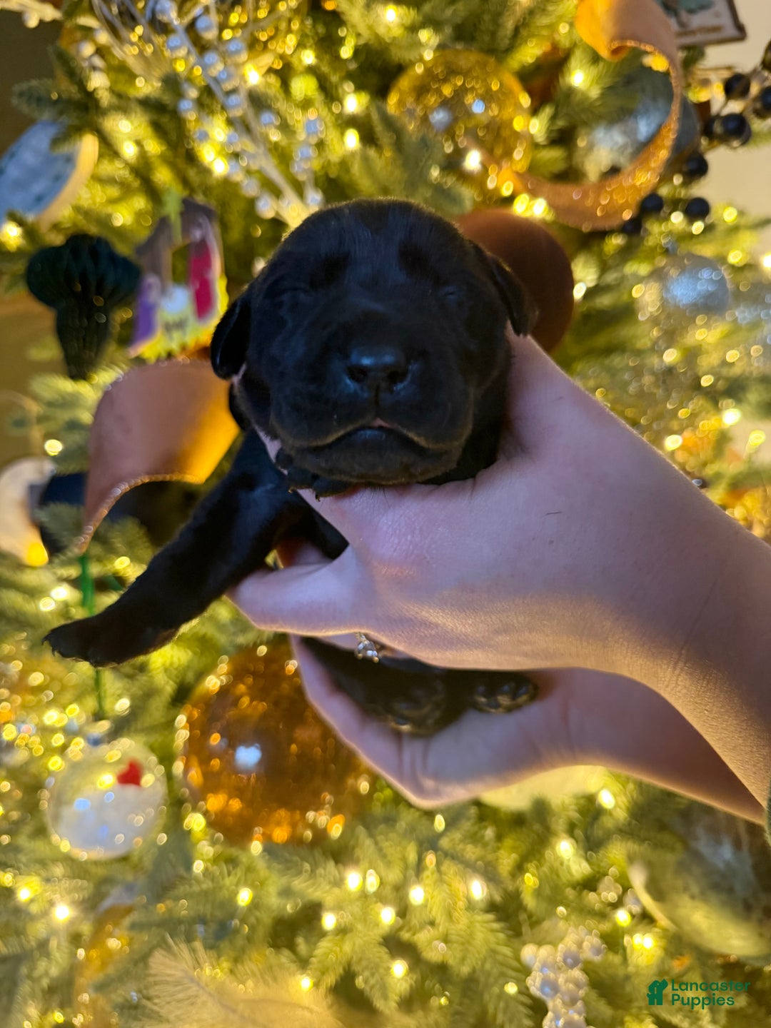 Labrador Retriever dogs for sale: Labrador Retriever Puppy 7 - Ad 1