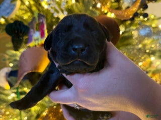 Labrador Retriever dogs Labrador Retriever Puppy 7 - Ad 3