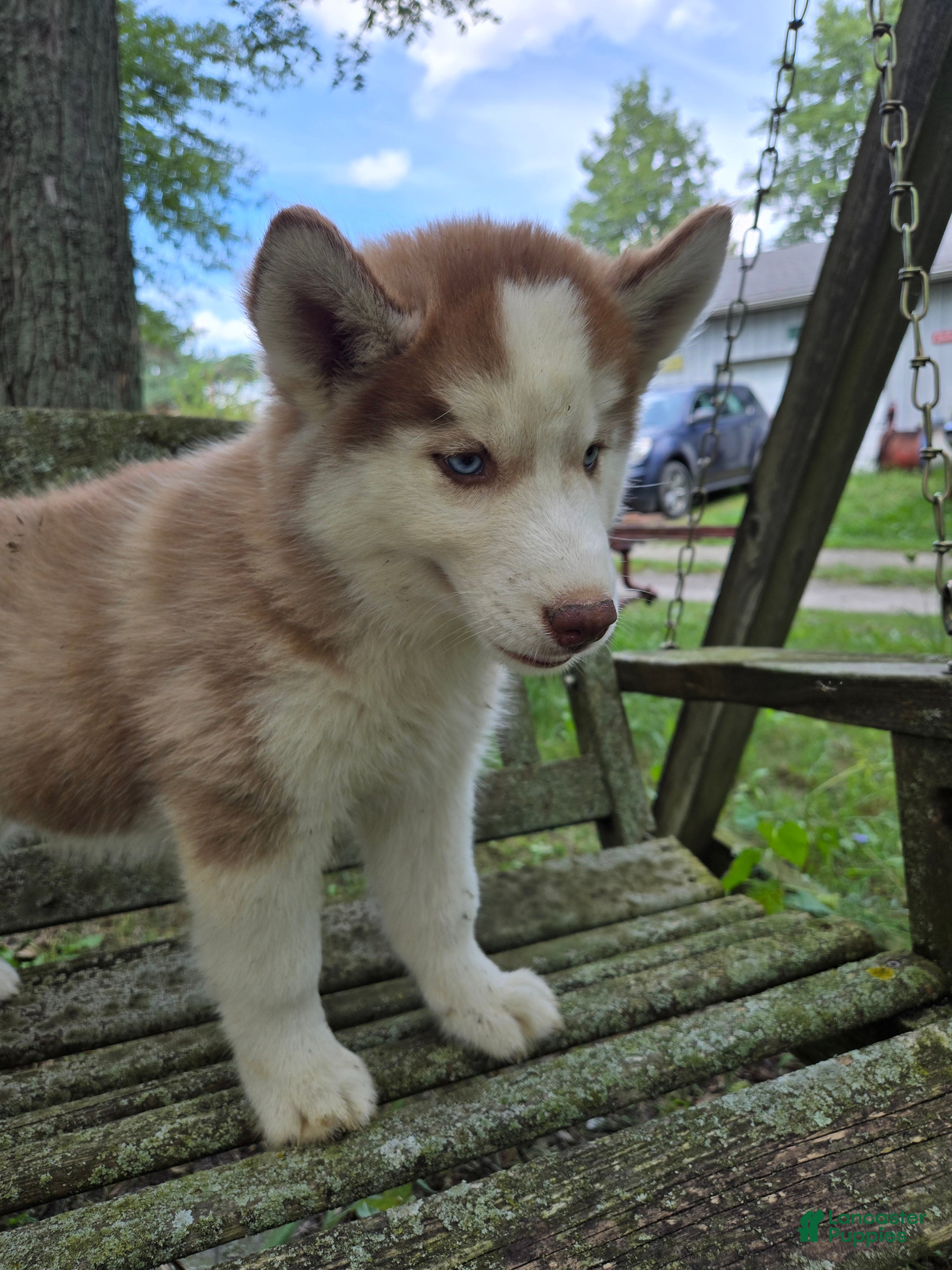 Siberian Husky dogs Stacy - Ad 1