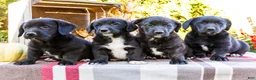 Mixed Breed dogs for sale: Randy Golden Corgi - Ad 11