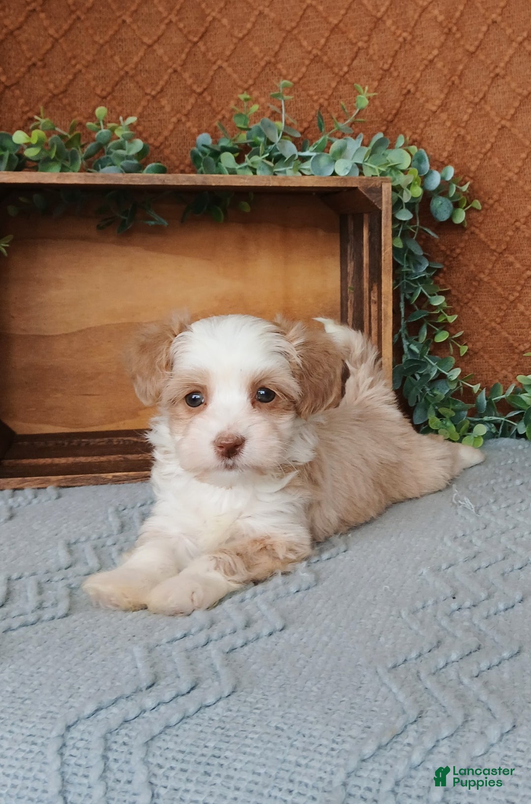 Havanese dogs for sale: Josie  - Ad 2