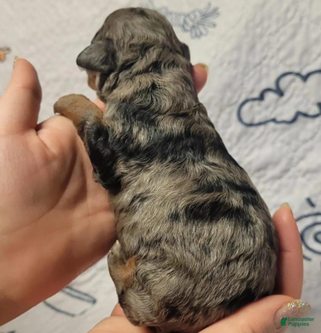 Goldendoodle dogs for sale: Thunder - Ad 4