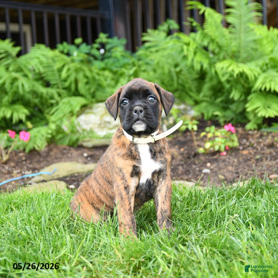 Boxer dogs Buttercup - Ad 2