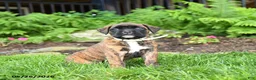 Boxer dogs for sale: Buttercup - Ad 2