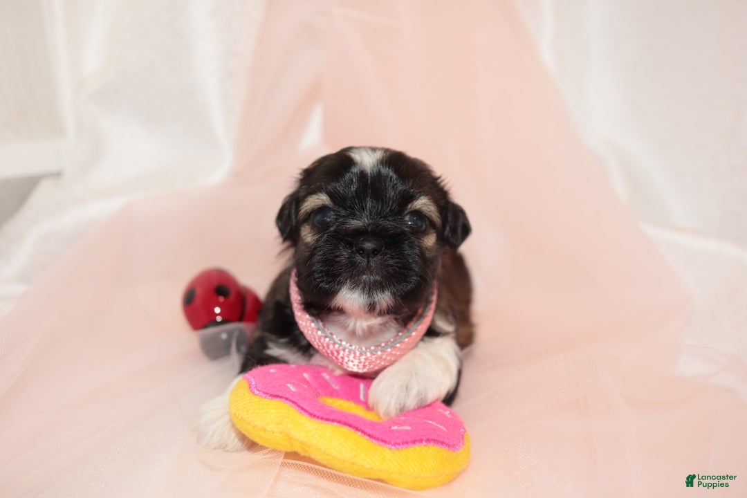 Shih Tzu dogs for sale: Shih Tzu Puppy 4 - Ad 1