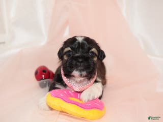 Shih Tzu dogs Shih Tzu Puppy 4 - Ad 42