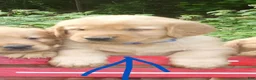 Golden Retriever dogs for sale: Franklin - Ad 1