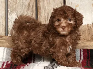 Havapoo dogs Stella - Ad 4