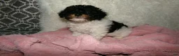 Miniature Poodle dogs for sale:  Sage - Ad 3