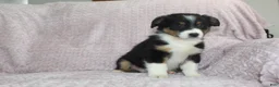 Australian Shepherd dogs for sale: Posey - Ad 4