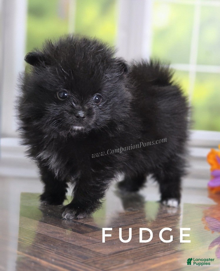 Pomeranian dogs Fudge - Adventerous Love Bug! - Black Boy - Ad 2