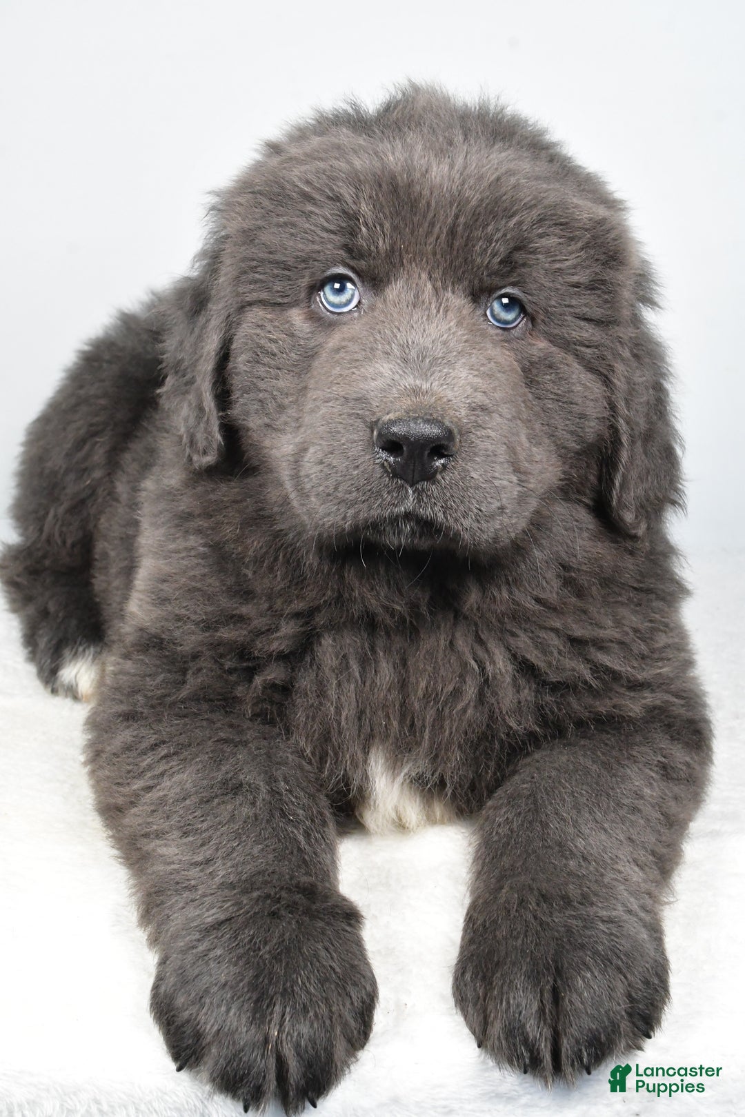 Newfoundland dogs for sale: Bruno - Ad 4
