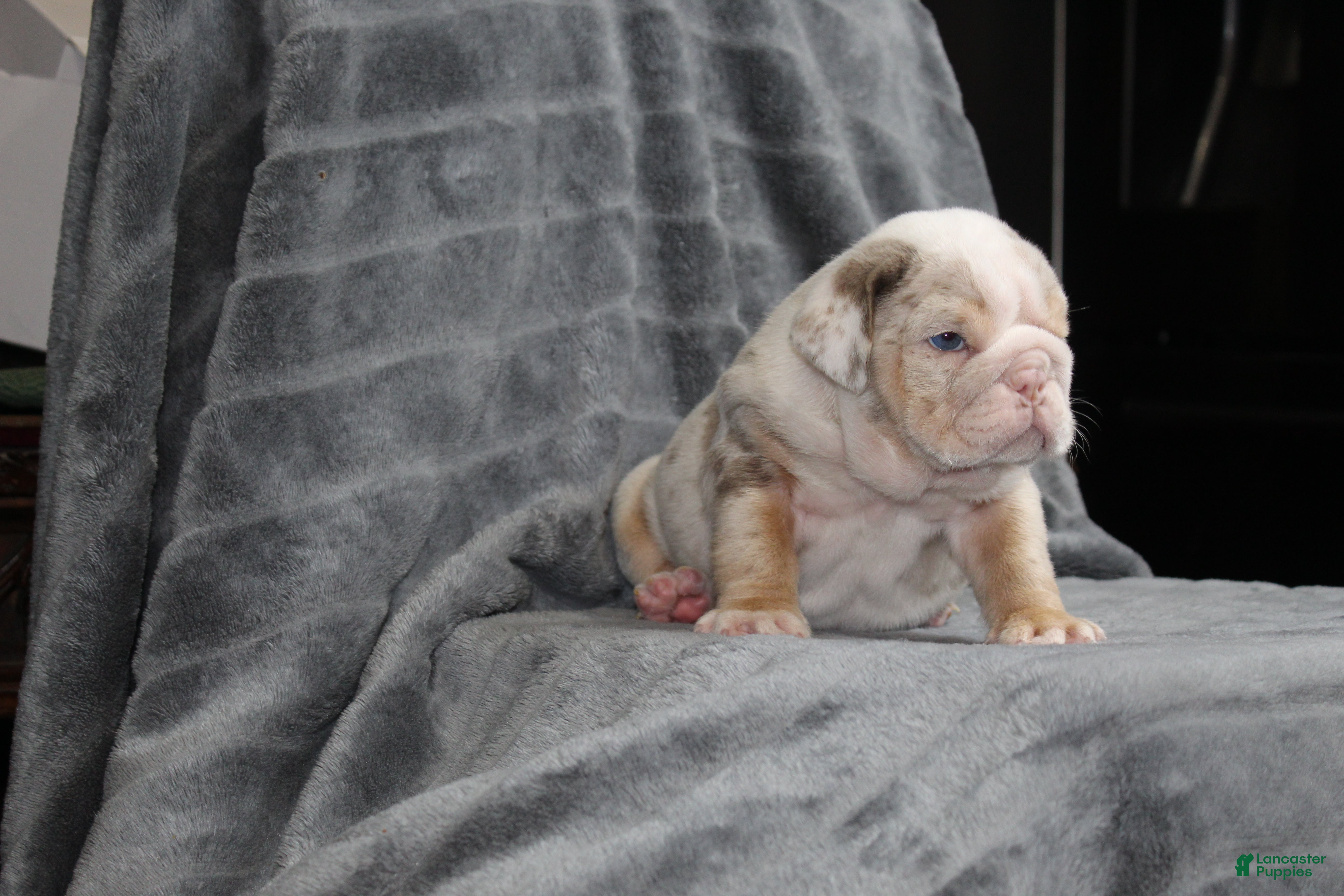 English Bulldog dogs for sale: Rosie - Ad 3