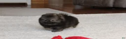 Pomeranian dogs for sale: Tiny Timmy - Ad 4