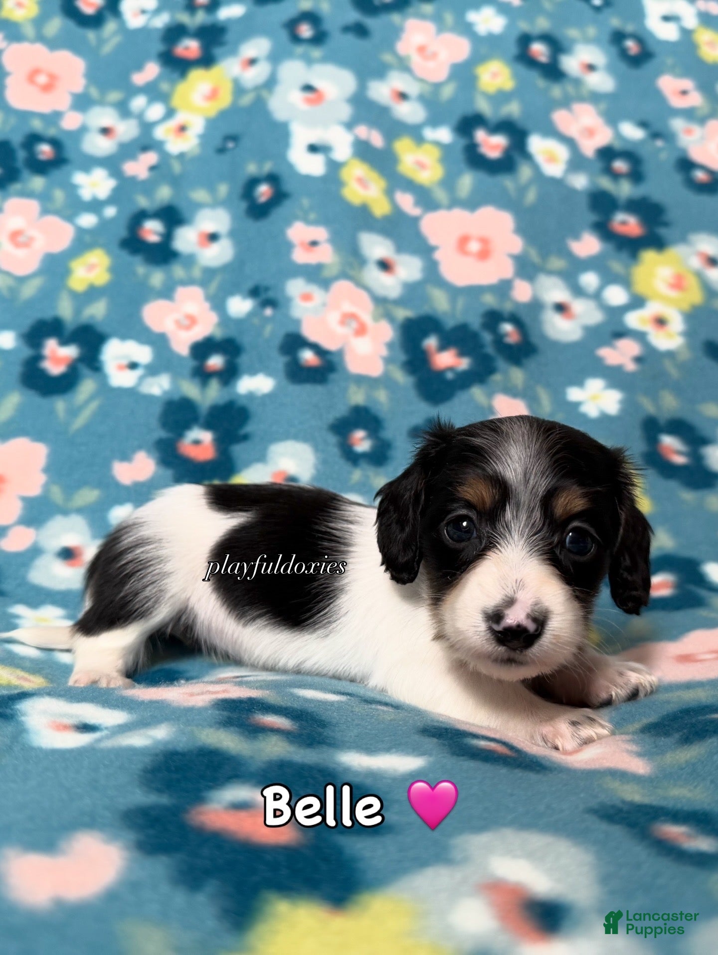 Miniature Dachshund dogs Belle - Dachshund Puppy Piebald Black & Tan Long Haired Female - Ad 1