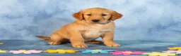 Golden Retriever dogs for sale: Espresso - Ad 4