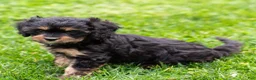 Cavapoo dogs for sale: Turbo Cavapoo Puppy  - Ad 20