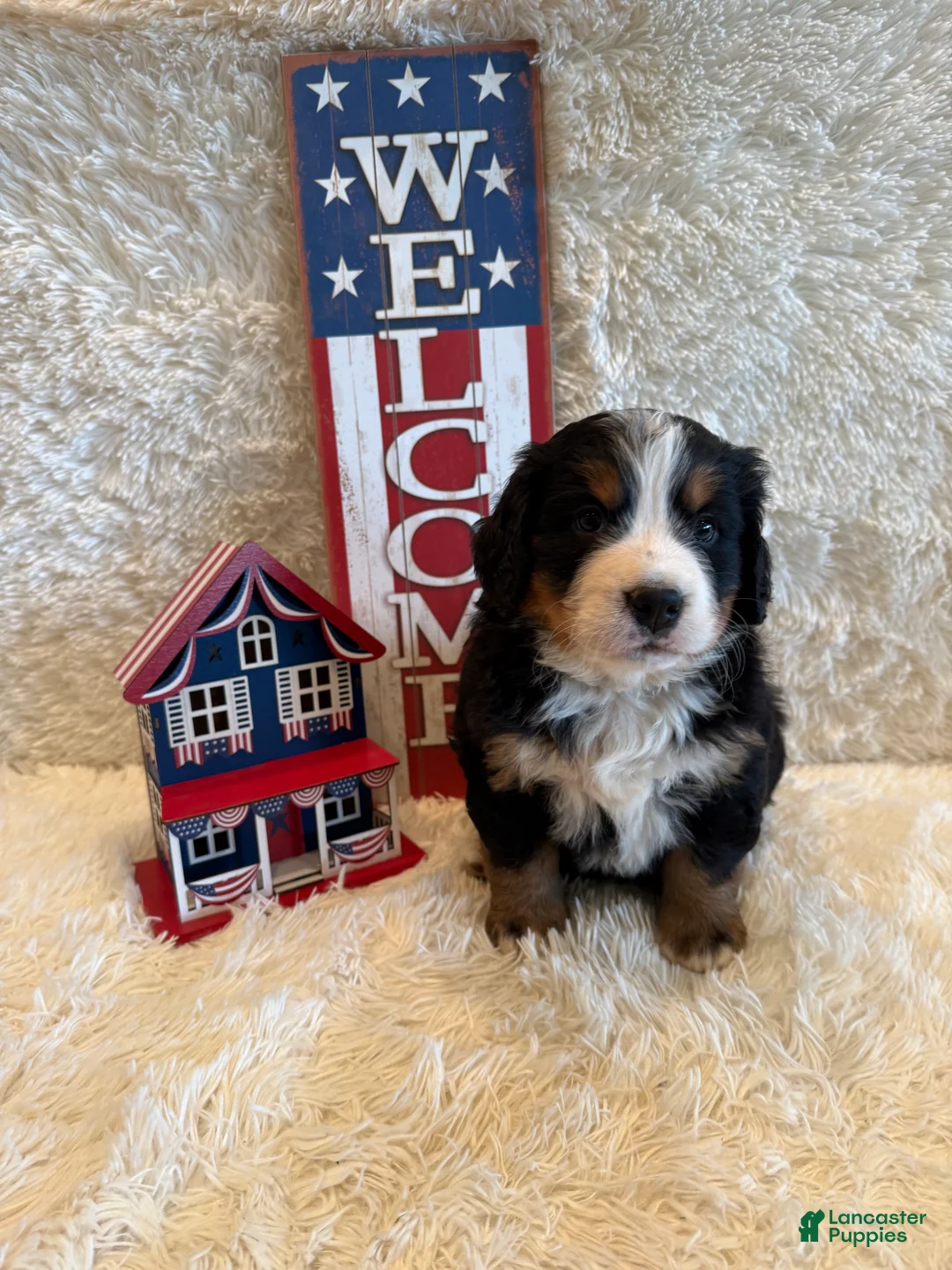 Bernese Mountain Dog dogs for sale: Hannah - Ad 2