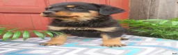 Rottweiler dogs for sale: Lindsey - Ad 5