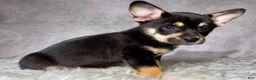 Mixed Breed dogs for sale: Mr. Bailey - Ad 4