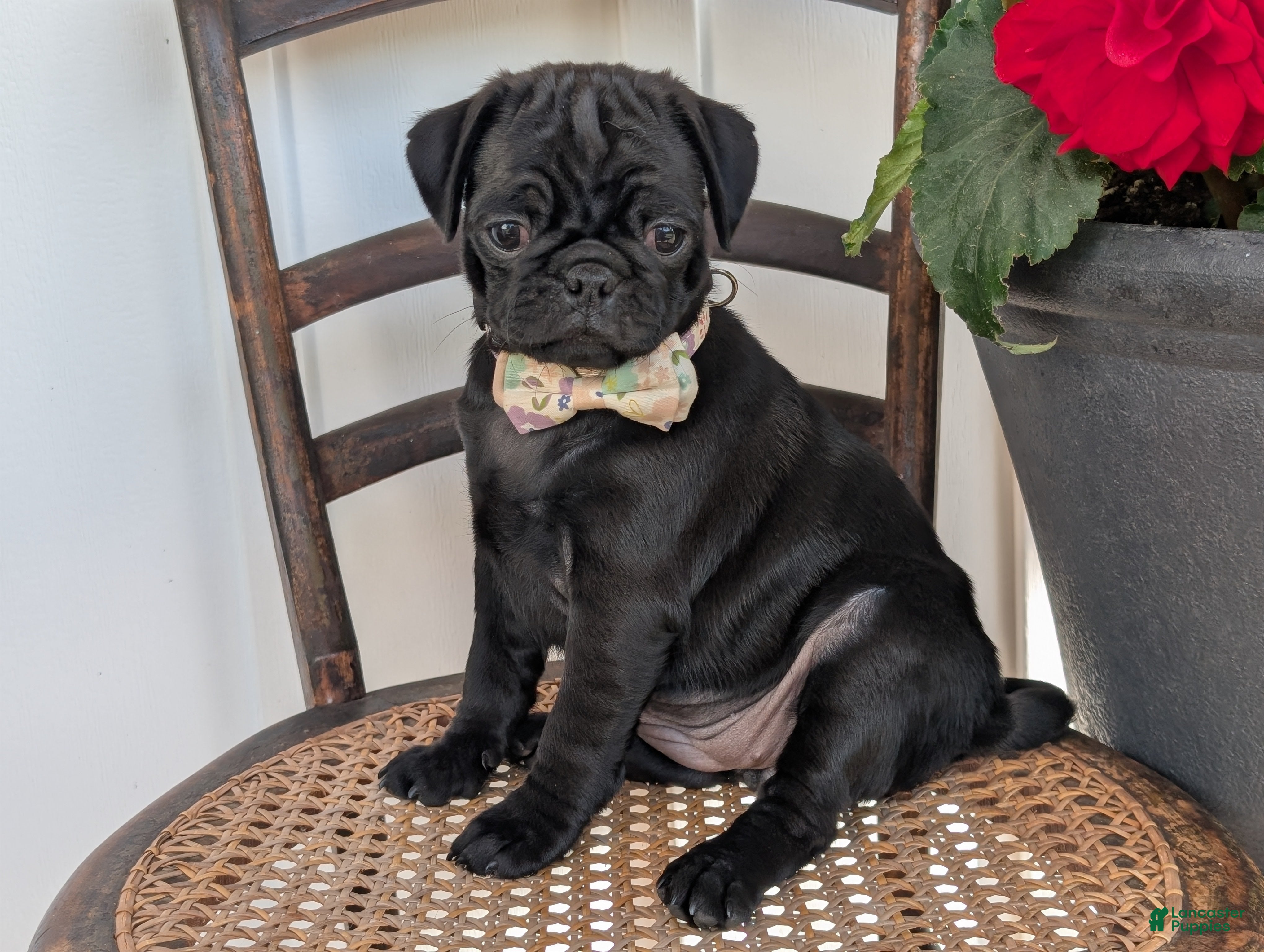 Pug dogs Tori - Ad 1