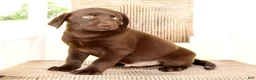 Labrador Retriever dogs for sale: Gator - Ad 9
