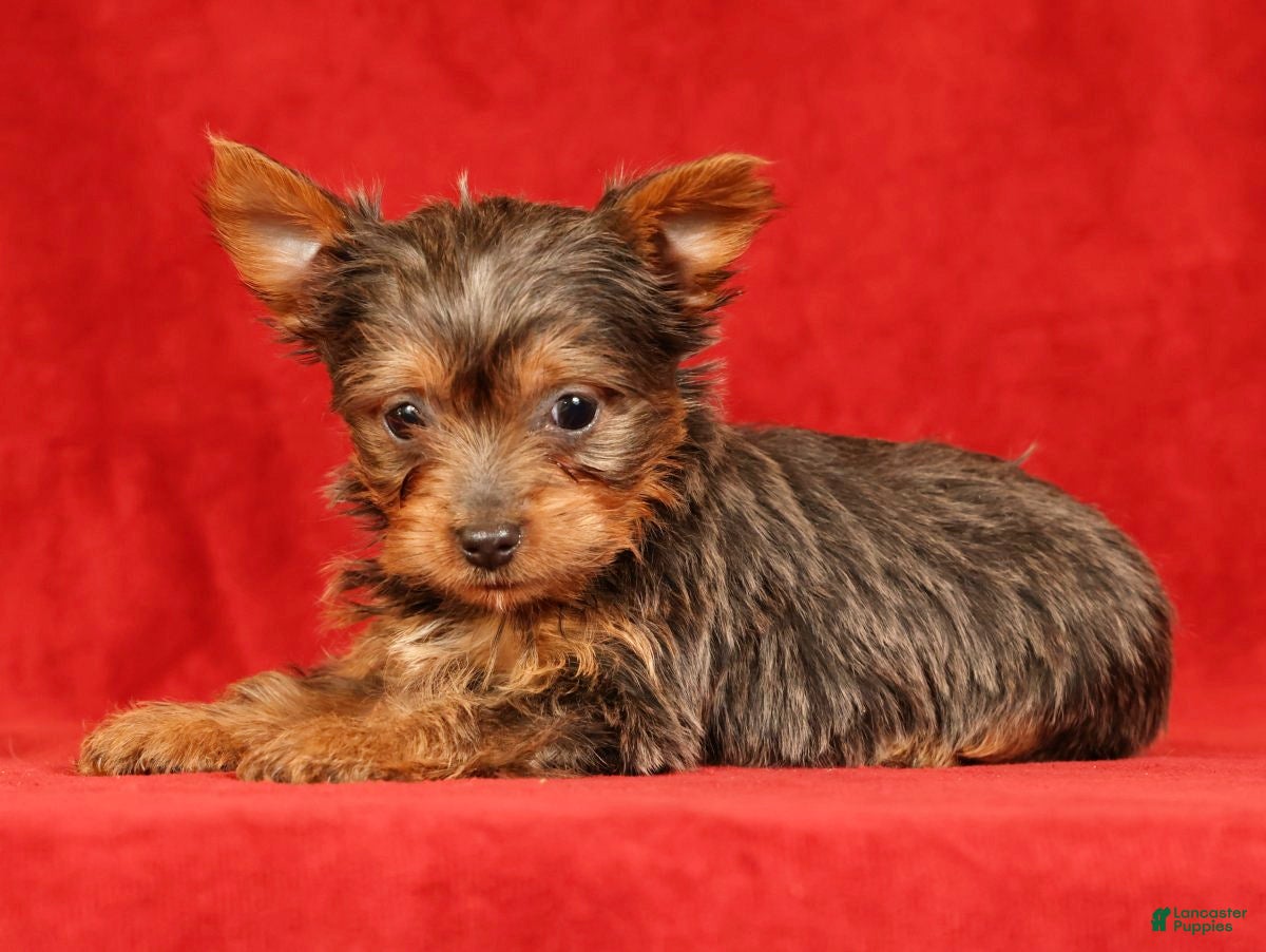 Yorkshire Terrier dogs Honey - Ad 2