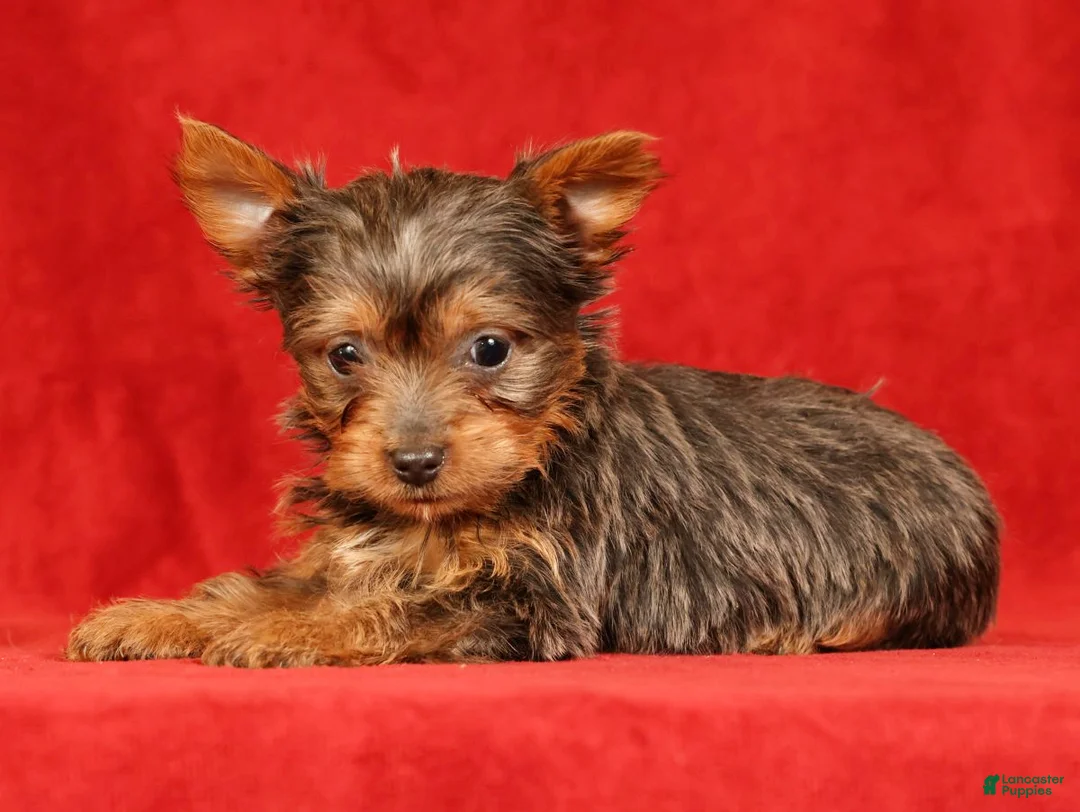 Yorkshire Terrier dogs for sale: Honey - Ad 2