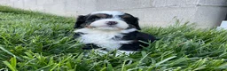 Mini Bernedoodle dogs for sale: Clover - Ad 3
