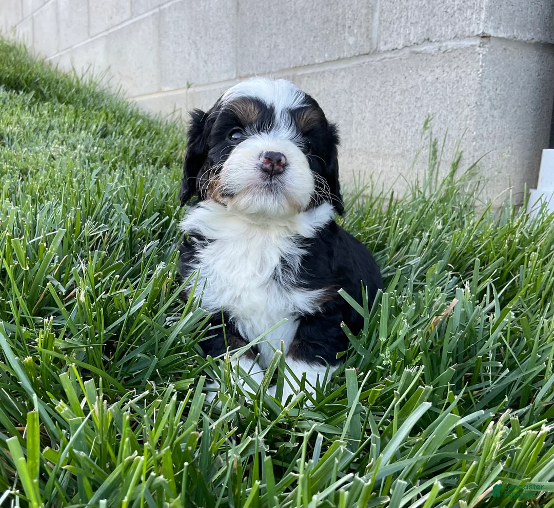Mini Bernedoodle dogs for sale: Clover - Ad 3
