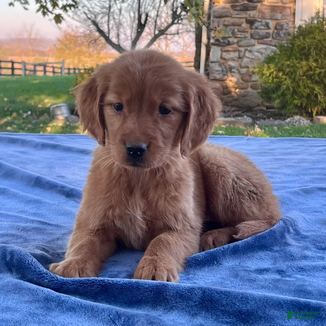 Golden Retriever dogs for sale: Nyla - Ad 1
