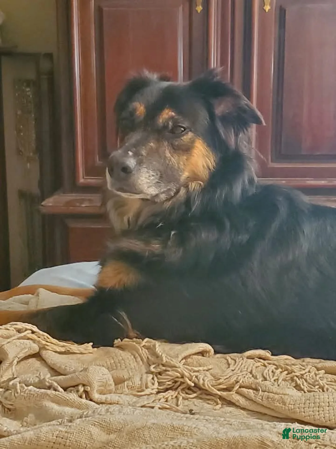 Australian Shepherd dogs for sale: Ronan - Ad 2