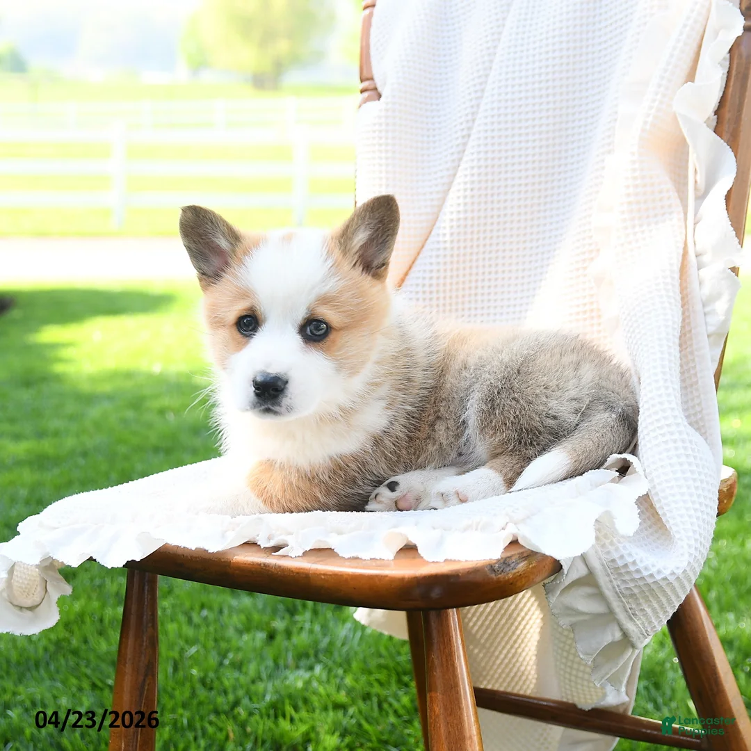Welsh Corgi Pembroke dogs for sale: Duke - Ad 5